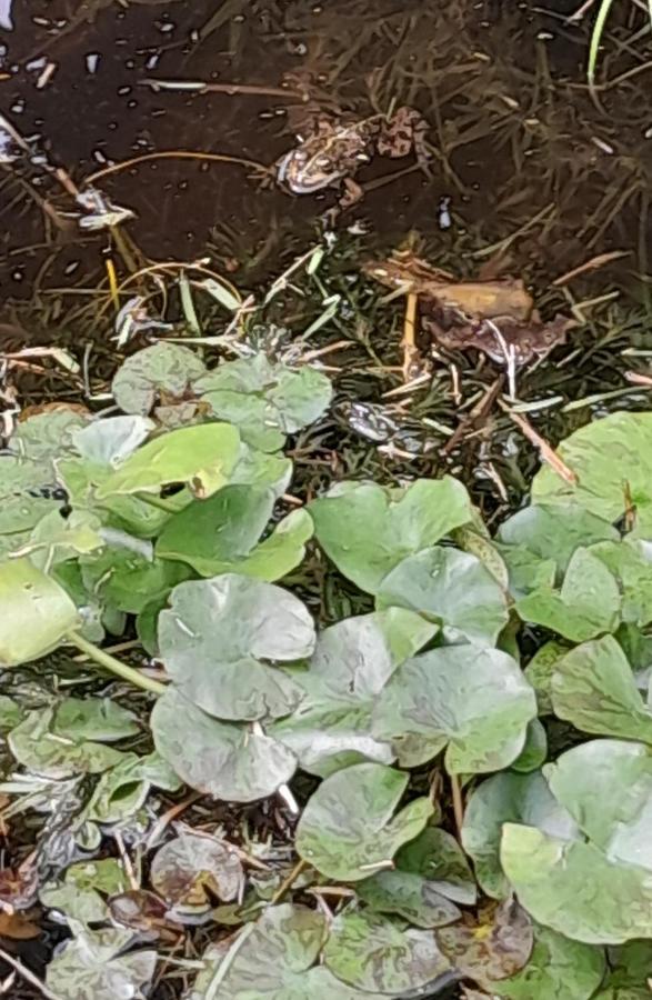 La Casa De Las Ranas ポイオ エクステリア 写真